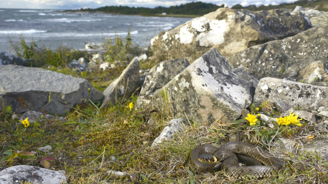Змея на скалистом острове