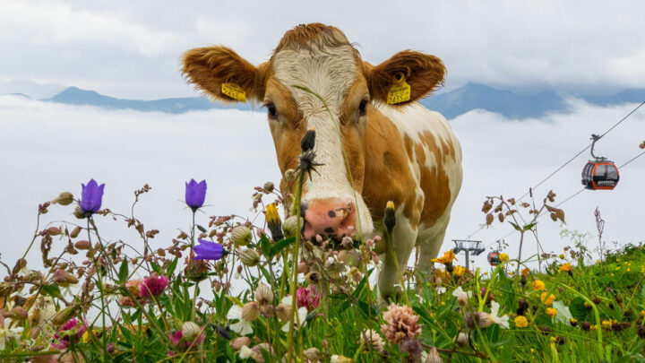 Корова стоит на поле