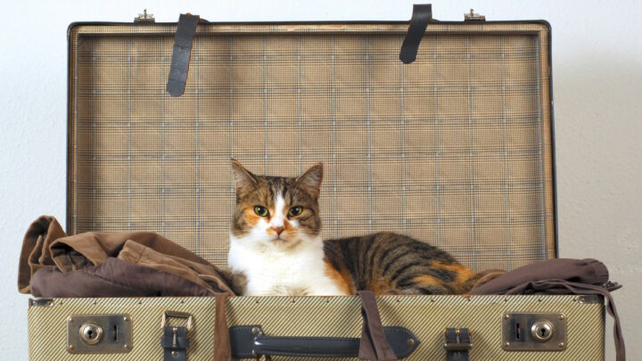Кот в чемодане