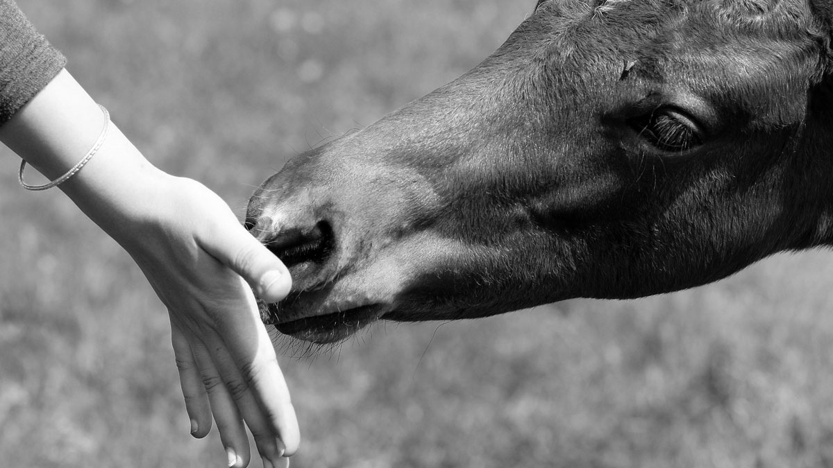 Девушка кормит лошадь.
