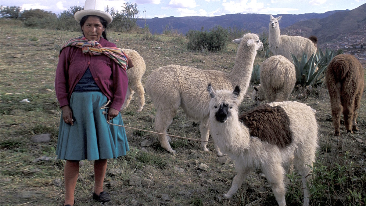 Перу. Женщина народа инков и ламы