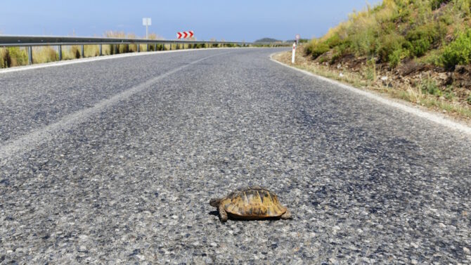 Черепаха на шоссе