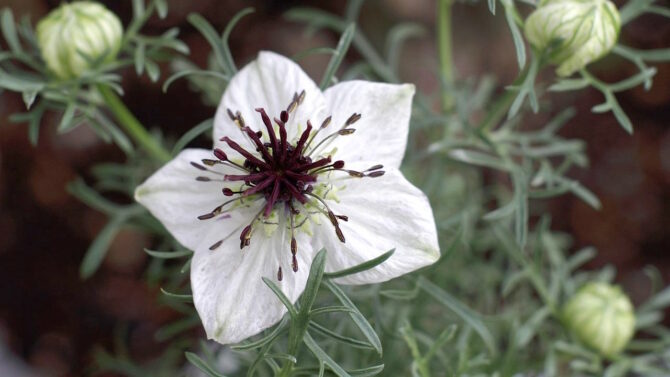 Цветок калинджи (Nigella sativa)