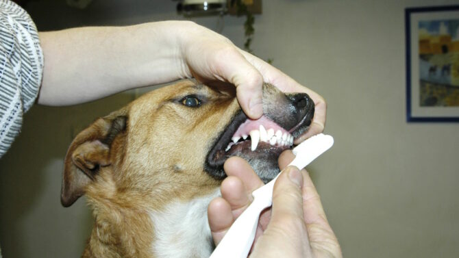 Женщина чистит собаке зубы щеткой