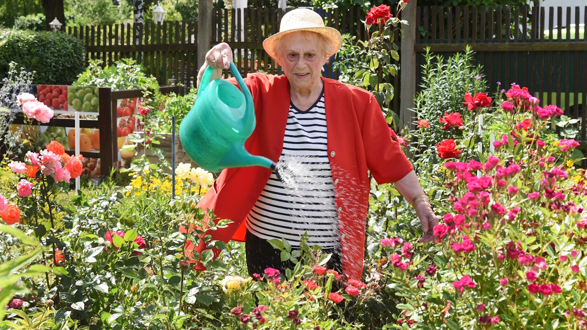 Пожилая женщина поливает розы
