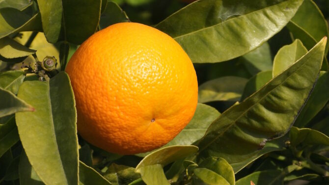 Апельсин на ветке