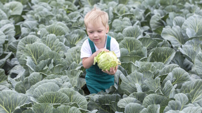 Малыш держит в руках качан капусты