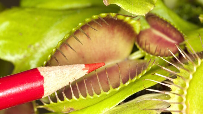 Венерина мухоловка - Dionaea muscipula (лат.)