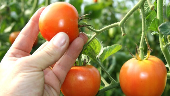 Рука держит помидор на кусте