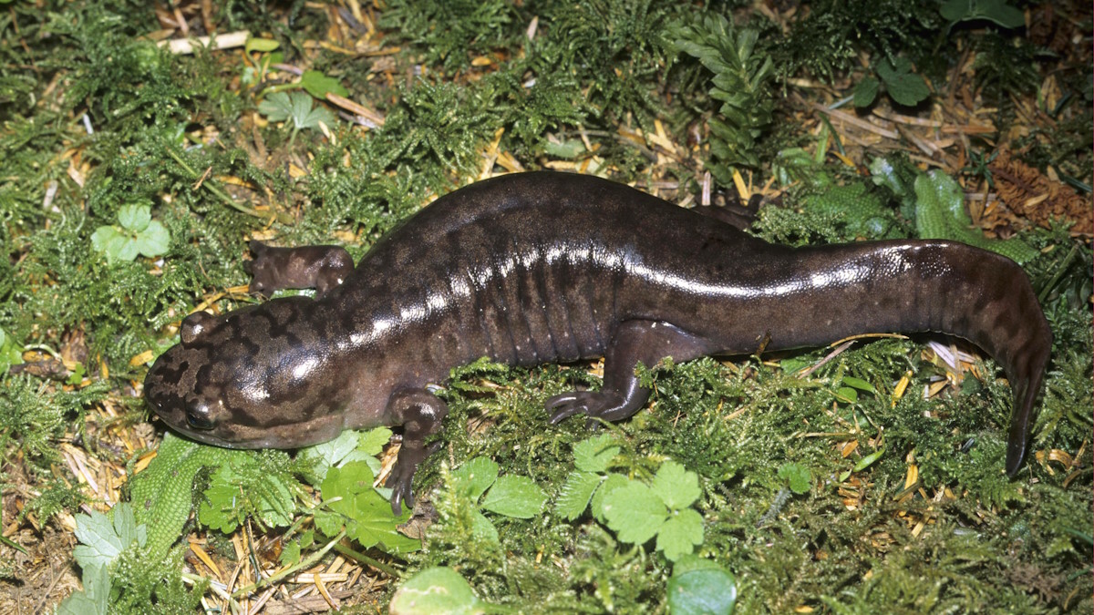 Гигантская саламандра