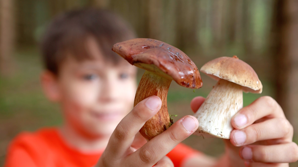 Мальчик показывает собранные грибы